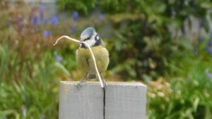 Blue tit with nest material
