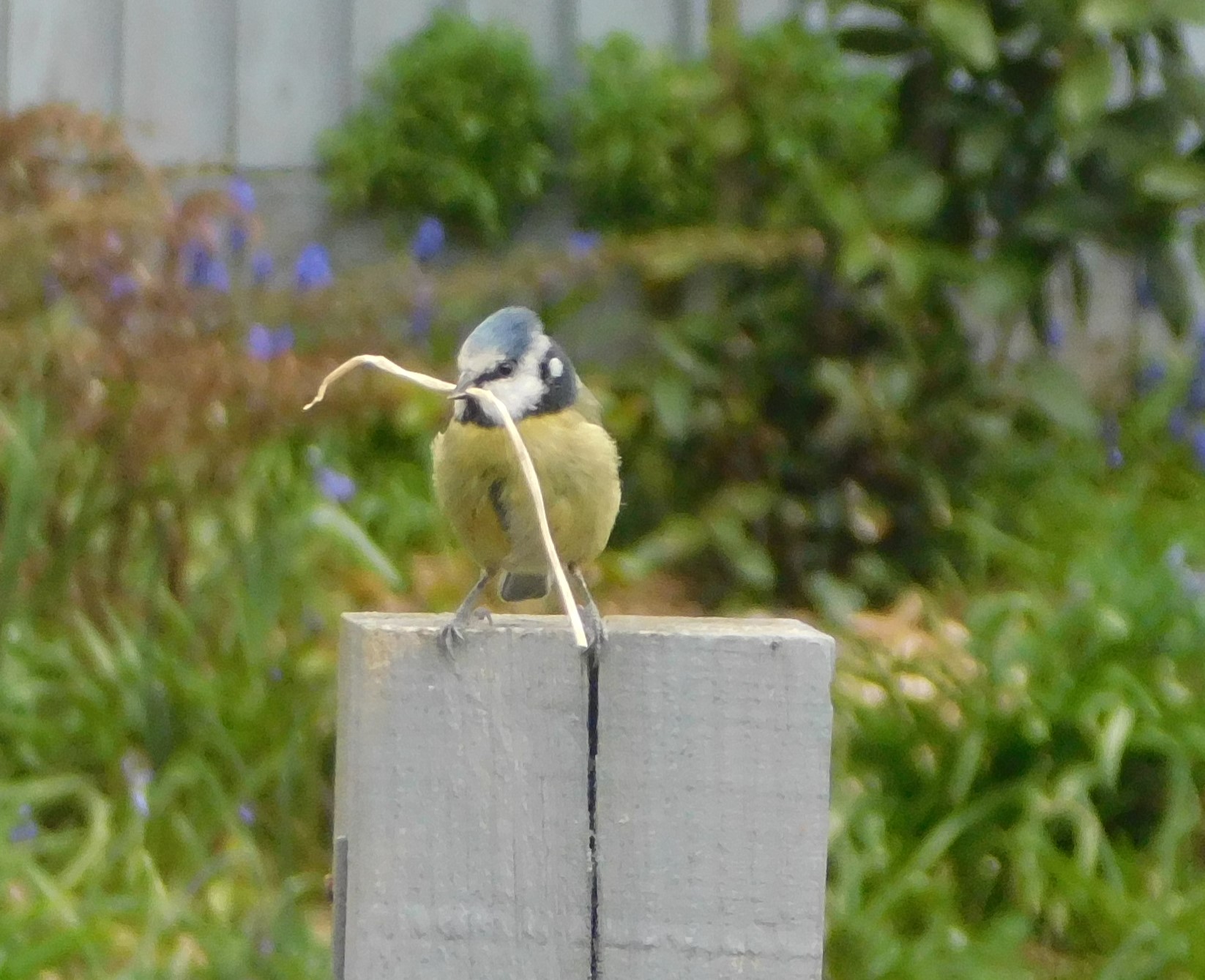 Blue tit with nest material