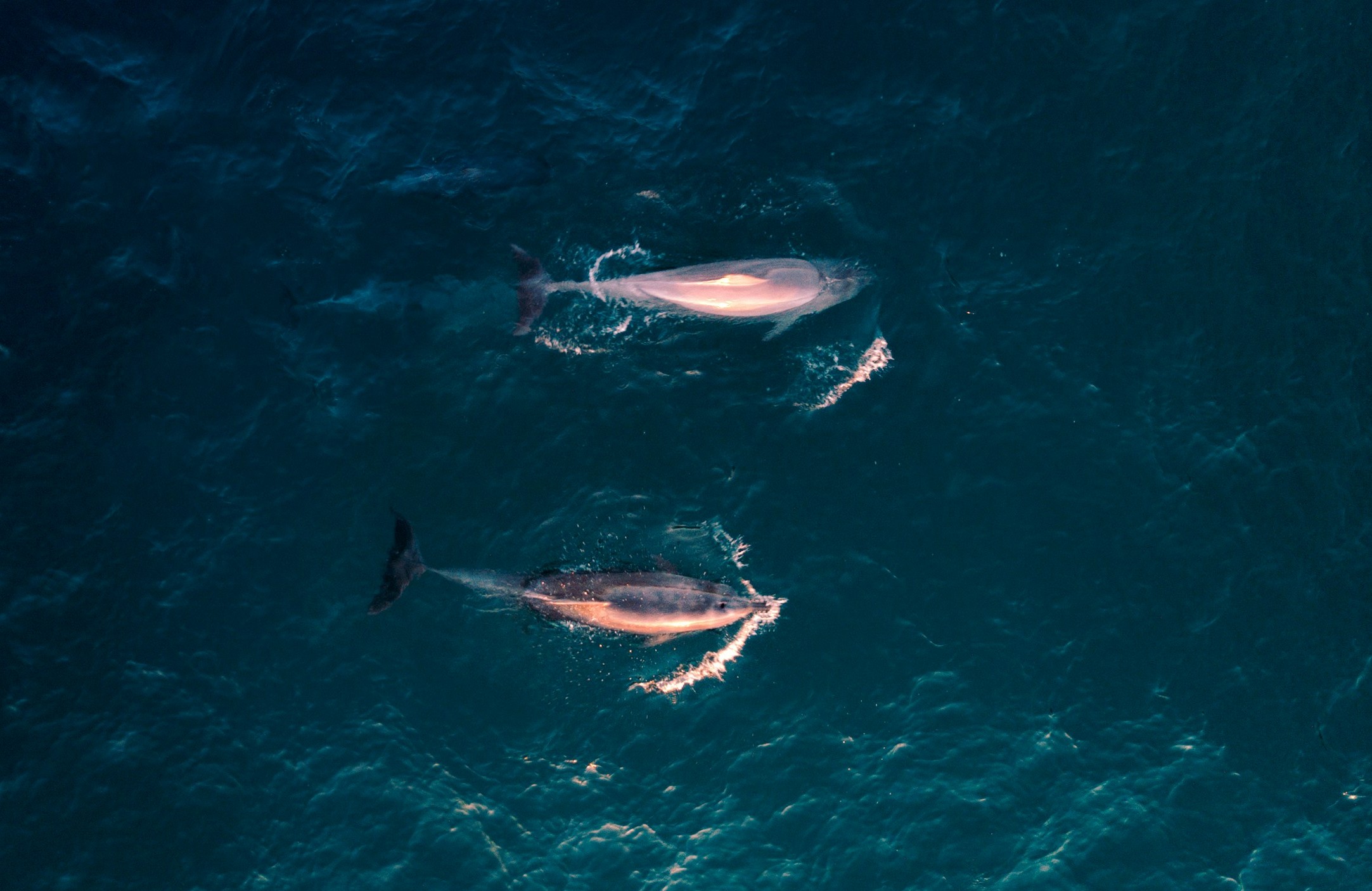 dolphins in the sea from above