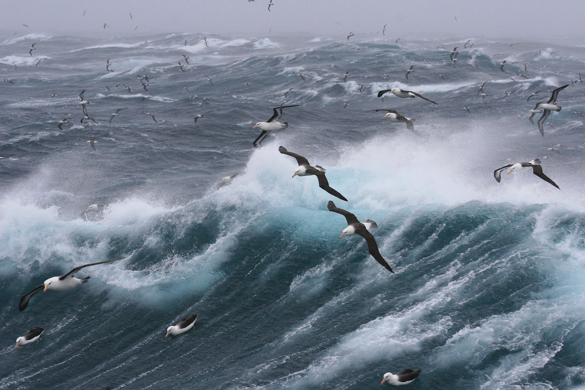 Seagulls And Ocean Waves