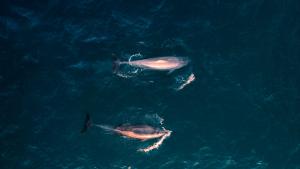 dolphins in the sea from above