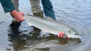 Atlantic salmon