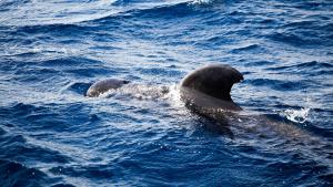 pilot whale in the sea