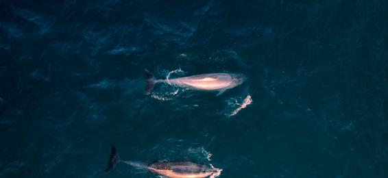 dolphins in the sea from above