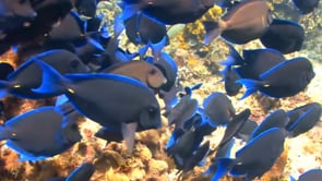 IOA - How Noisy Are Fish by Dr Nikhil Mistry